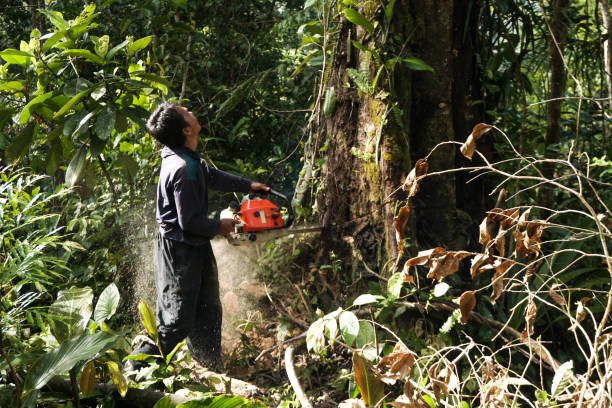 Best Arborist Services Near Me  in North Crossett, AR